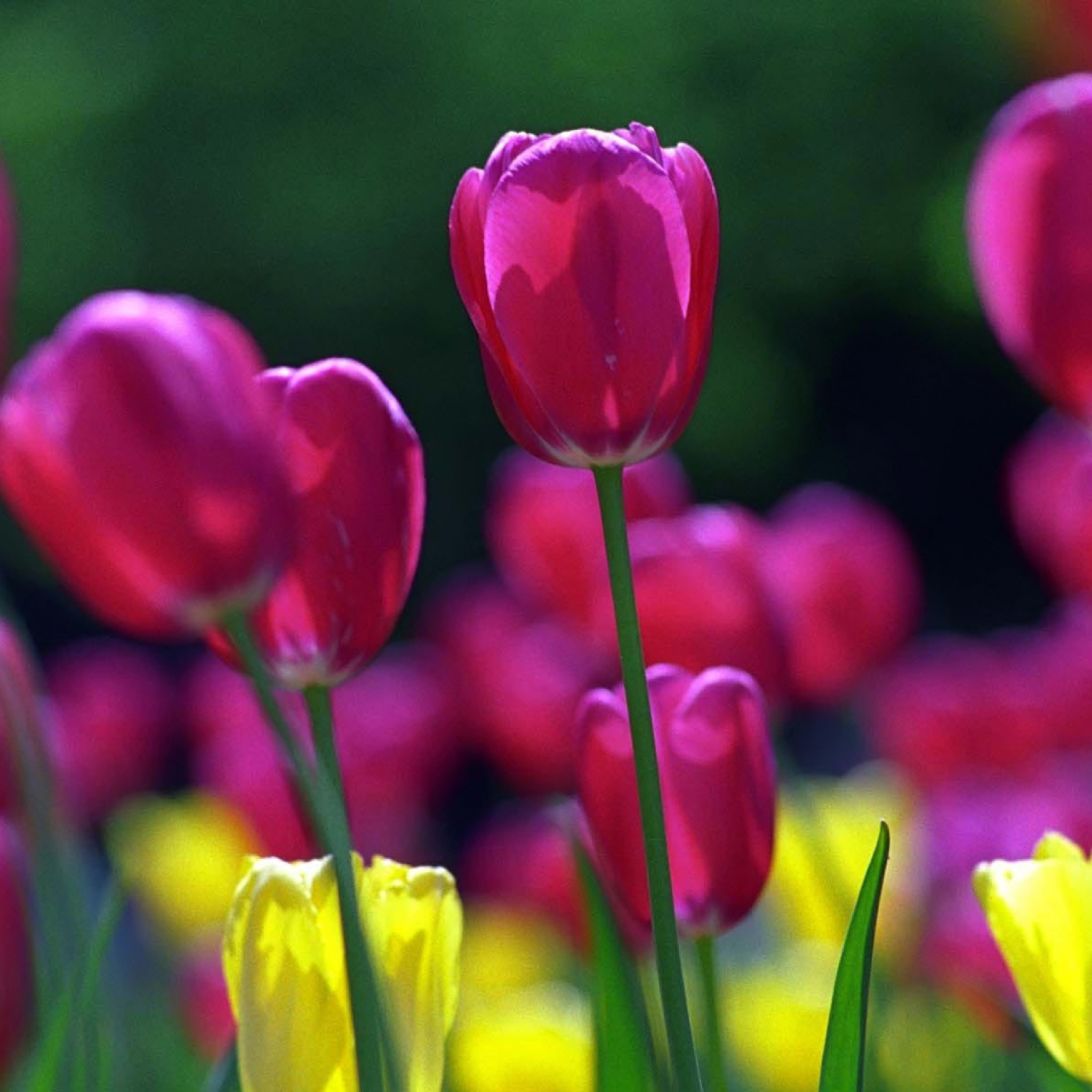 Sfondi Spring Tulips 2048x2048