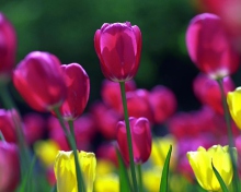 Sfondi Spring Tulips 220x176