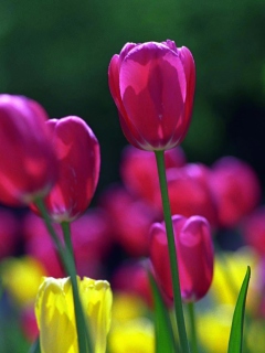 Spring Tulips wallpaper 240x320