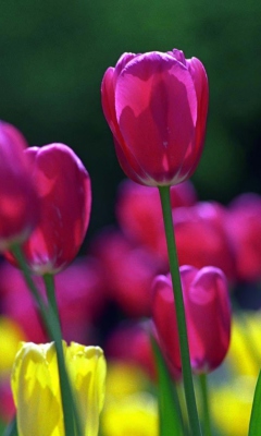 Fondo de pantalla Spring Tulips 240x400