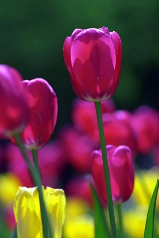 Fondo de pantalla Spring Tulips 320x480