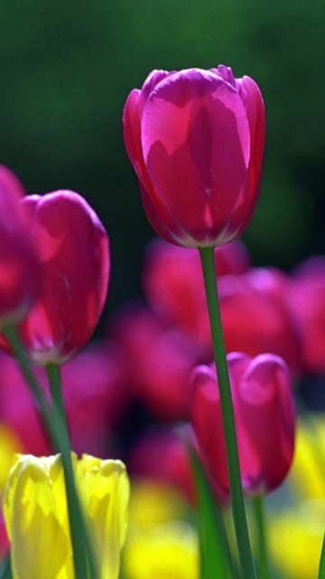 Обои Spring Tulips 360x640