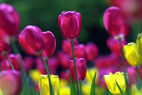 Sfondi Spring Tulips 480x320