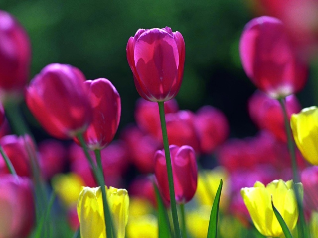 Das Spring Tulips Wallpaper 640x480