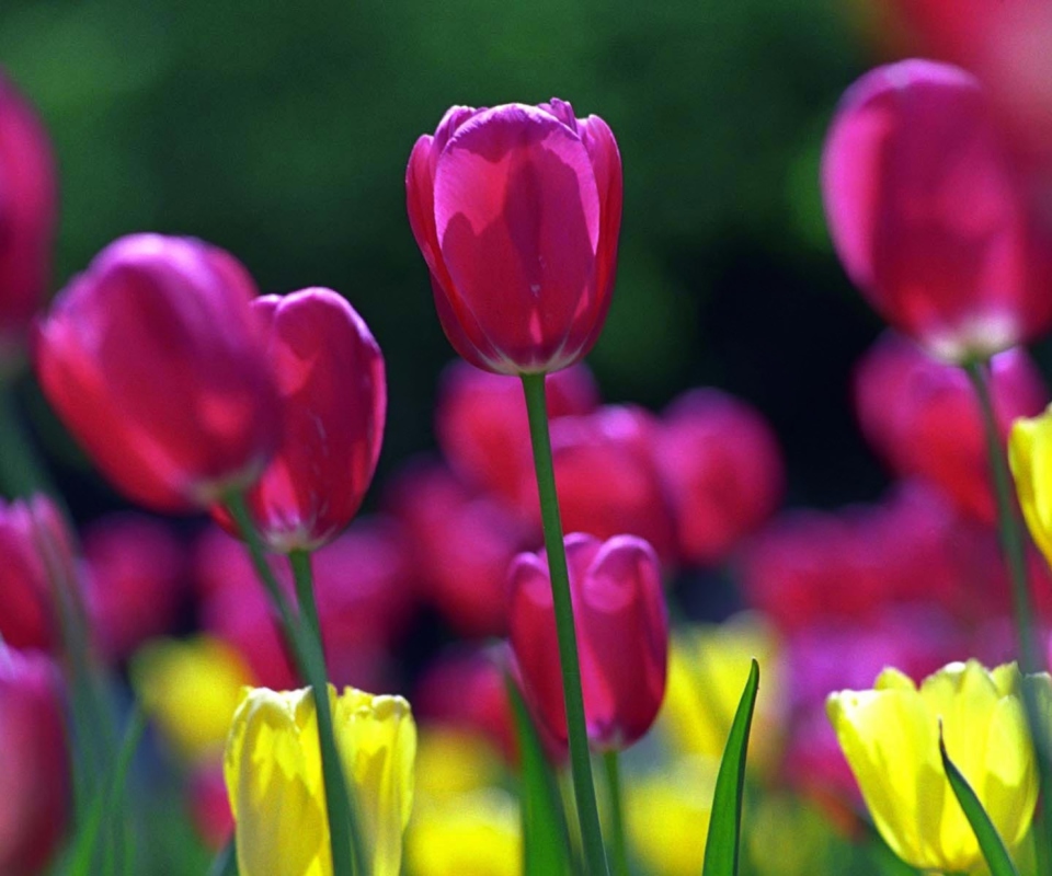Fondo de pantalla Spring Tulips 960x800
