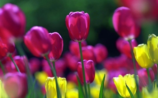 Free Spring Tulips Picture for Android, iPhone and iPad