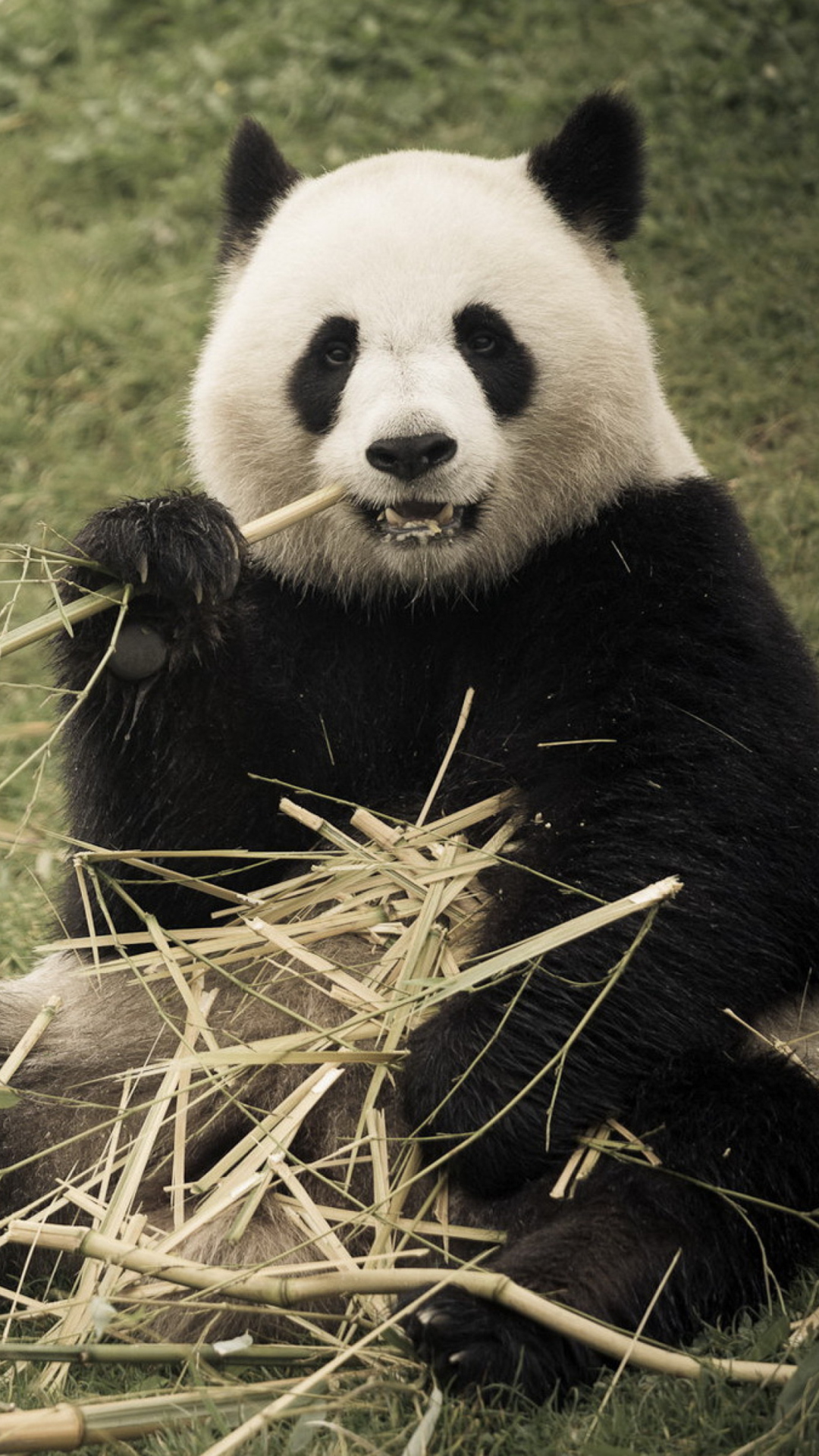 Sfondi Happy Panda 1080x1920