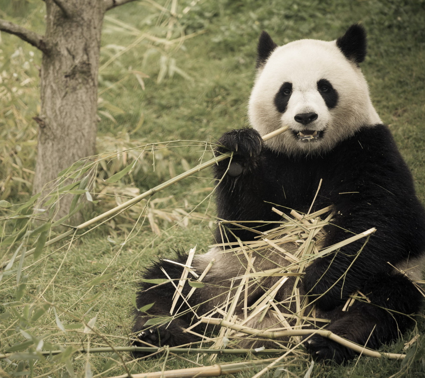 Sfondi Happy Panda 1440x1280