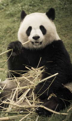Happy Panda screenshot #1 240x400