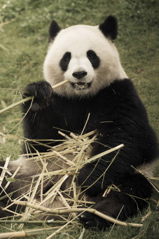 Fondo de pantalla Happy Panda 320x480