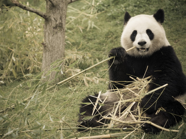 Happy Panda screenshot #1 640x480