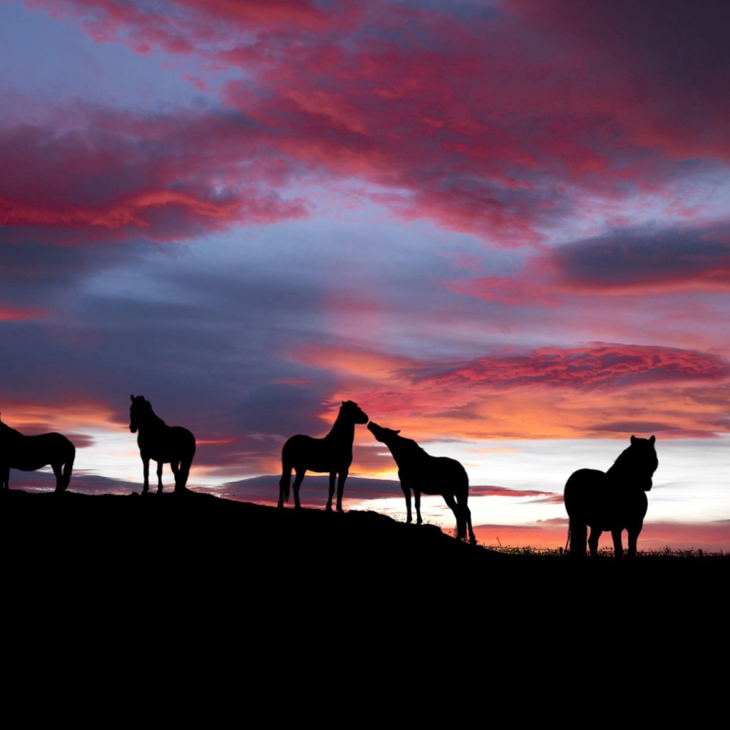 Fondo de pantalla Icelandic Horses 1024x1024
