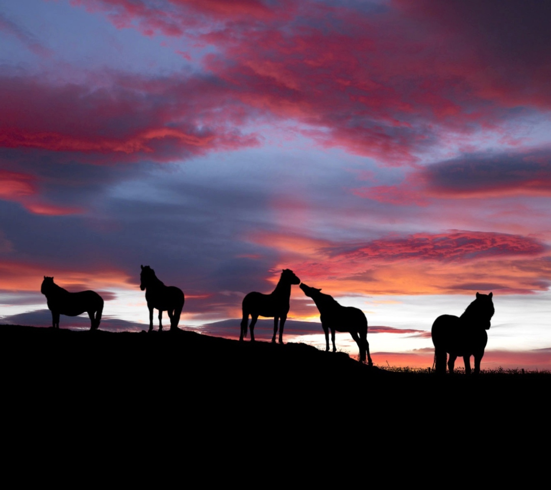 Das Icelandic Horses Wallpaper 1080x960