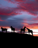 Icelandic Horses screenshot #1 128x160