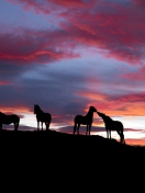 Fondo de pantalla Icelandic Horses 132x176