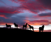 Icelandic Horses screenshot #1 176x144