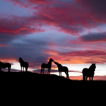 Icelandic Horses screenshot #1 208x208
