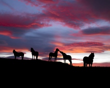Обои Icelandic Horses 220x176