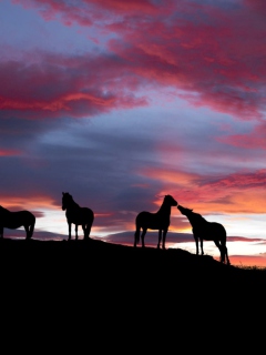 Icelandic Horses screenshot #1 240x320