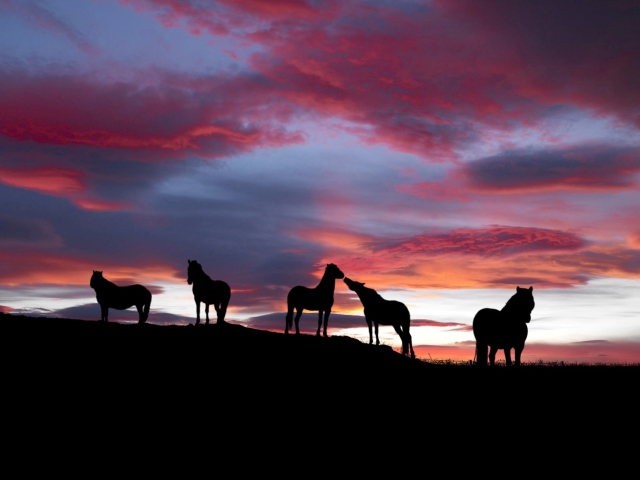 Icelandic Horses screenshot #1 640x480