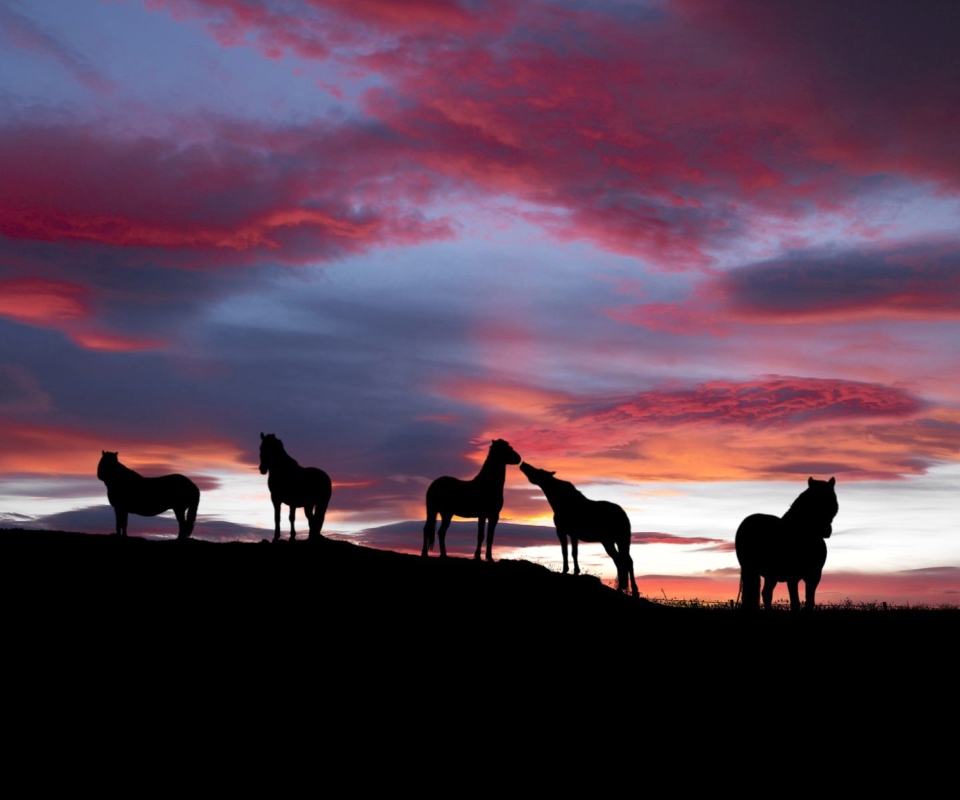 Fondo de pantalla Icelandic Horses 960x800