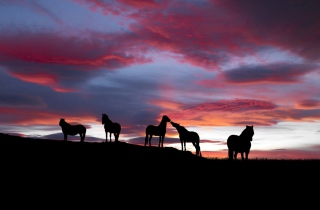 Icelandic Horses - Obrázkek zdarma pro Fullscreen Desktop 1024x768