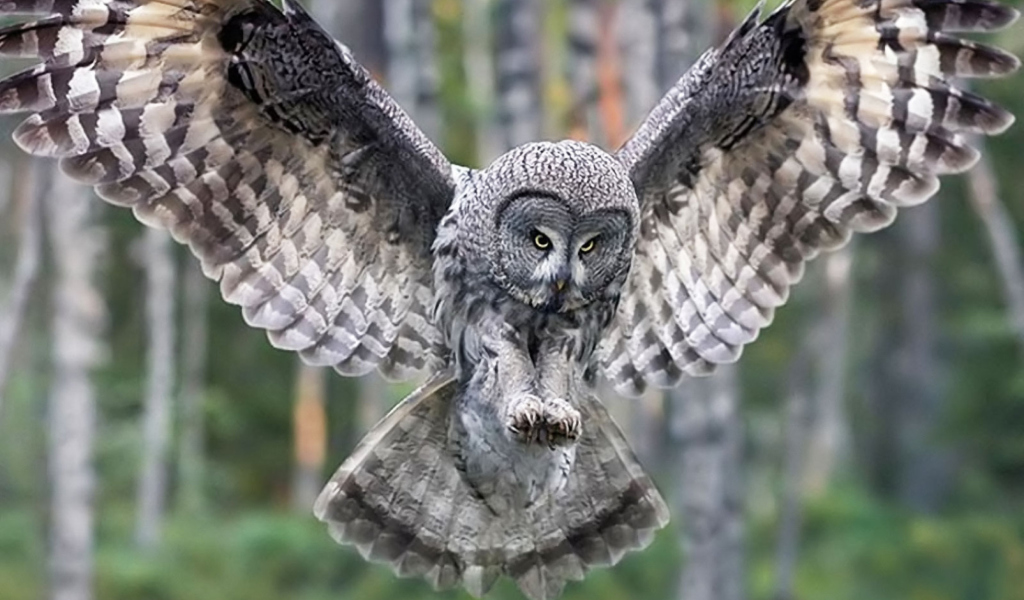 Screenshot №1 pro téma Owl Forest Birds 1024x600