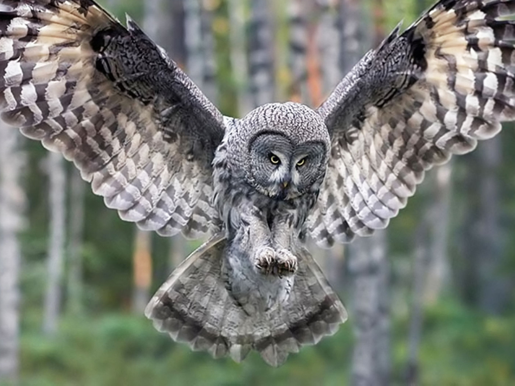 Sfondi Owl Forest Birds 1024x768