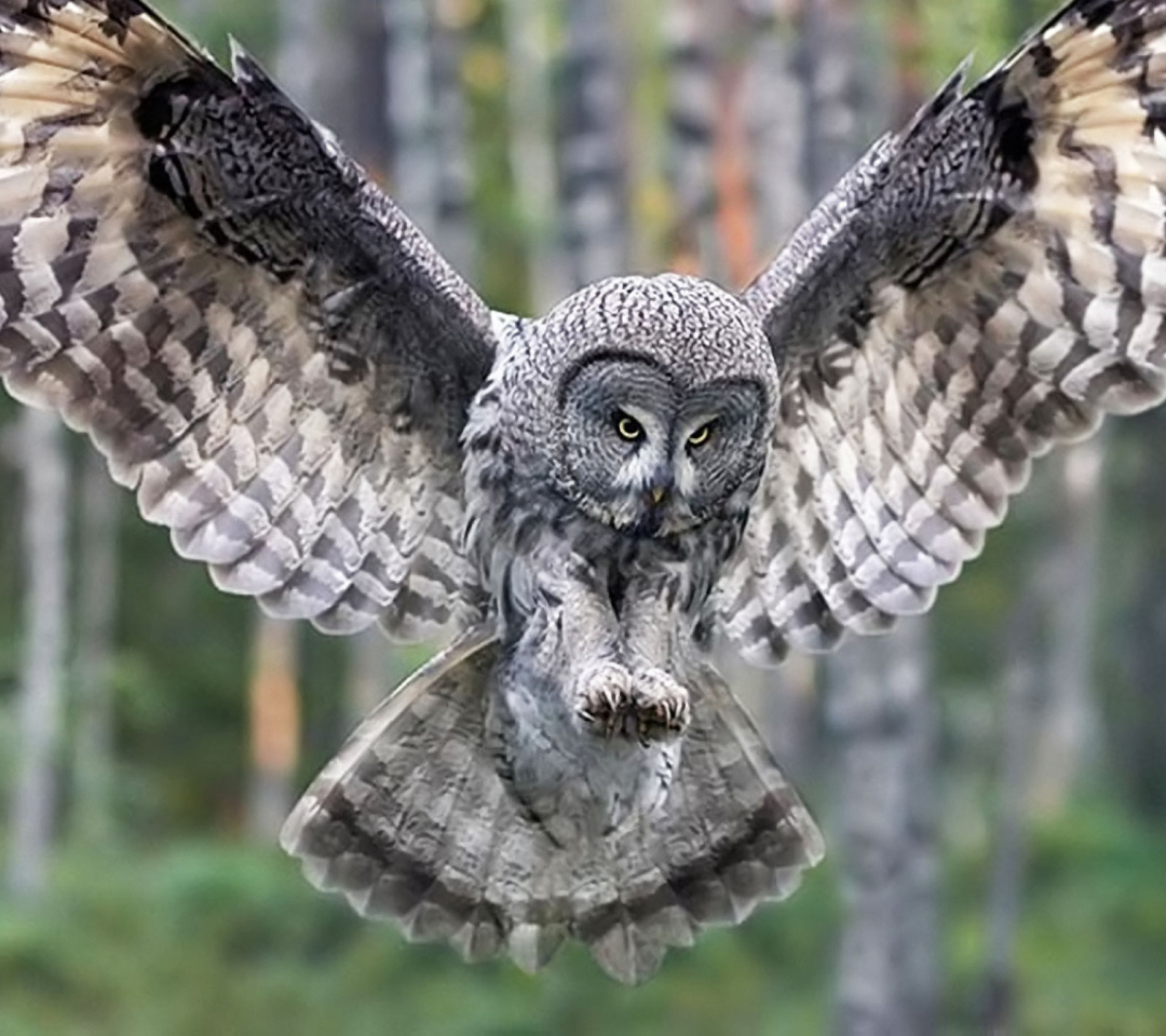 Fondo de pantalla Owl Forest Birds 1080x960