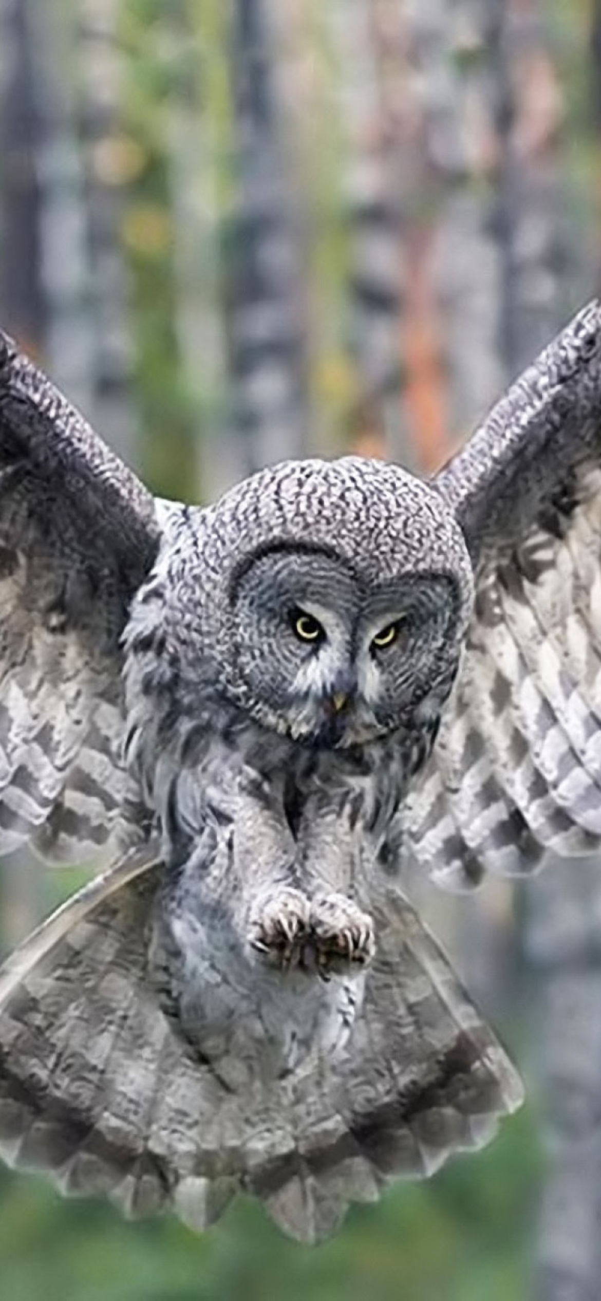 Owl Forest Birds screenshot #1 1170x2532