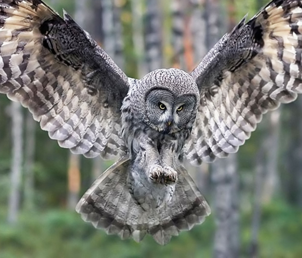 Sfondi Owl Forest Birds 1200x1024
