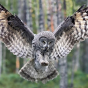 Screenshot №1 pro téma Owl Forest Birds 128x128
