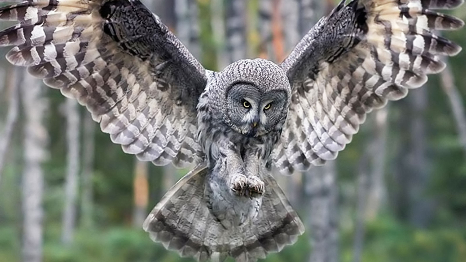 Screenshot №1 pro téma Owl Forest Birds 1600x900