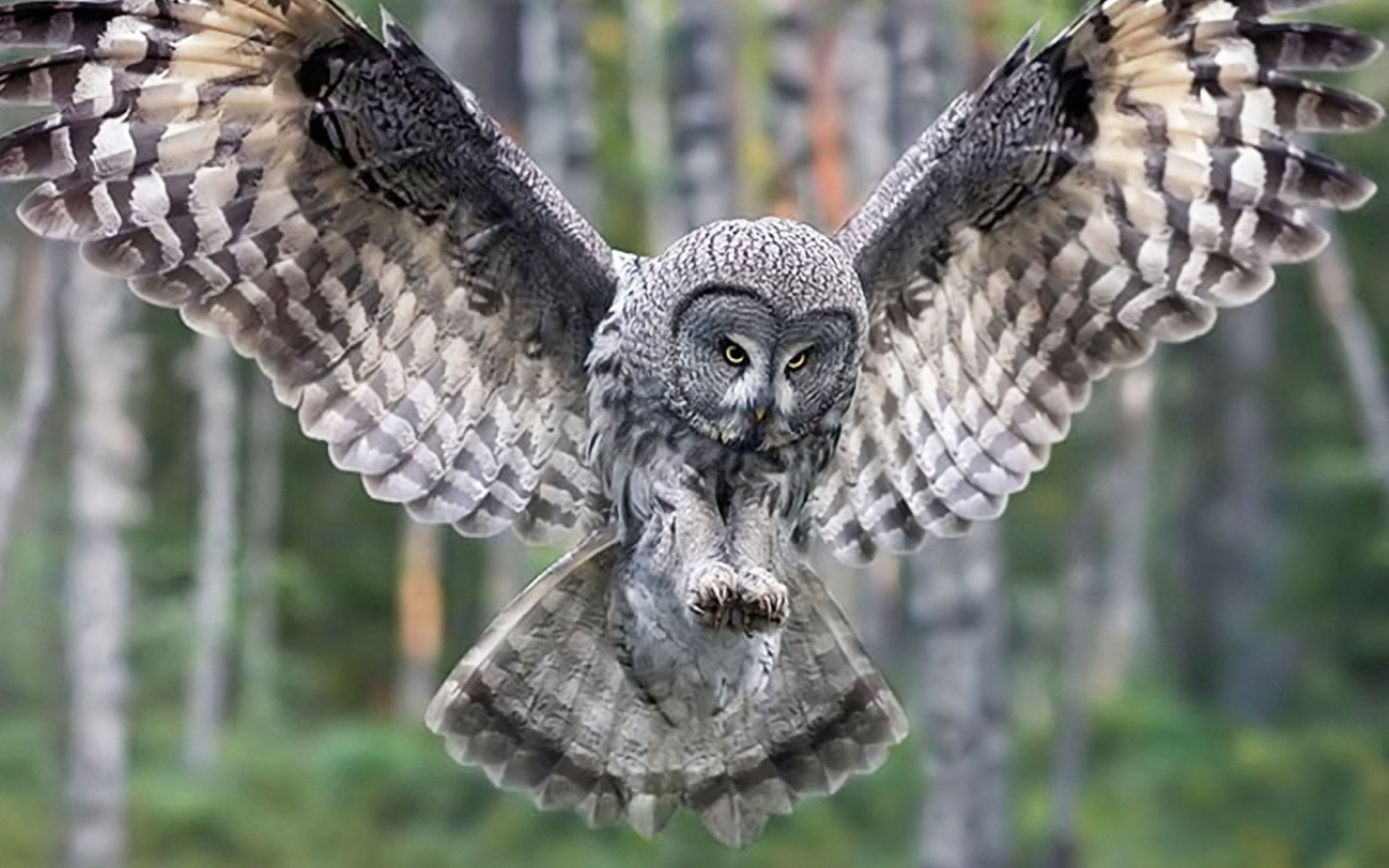 Обои Owl Forest Birds 1680x1050