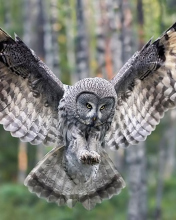 Обои Owl Forest Birds 176x220