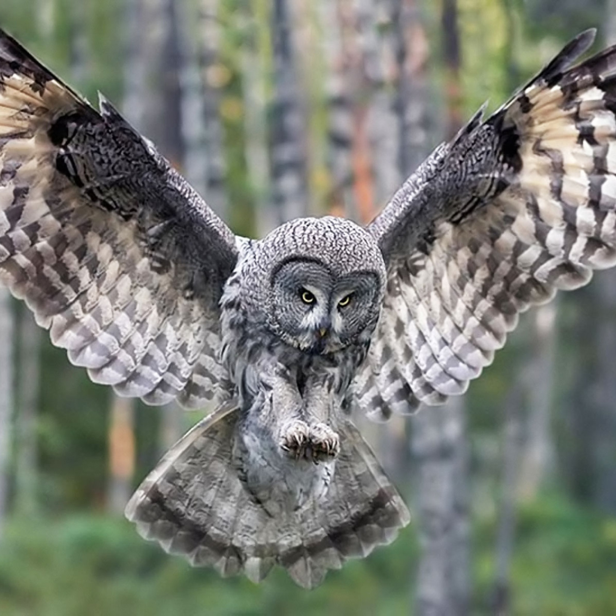 Обои Owl Forest Birds 2048x2048