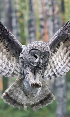 Das Owl Forest Birds Wallpaper 240x400