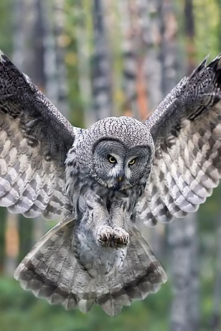 Fondo de pantalla Owl Forest Birds 320x480