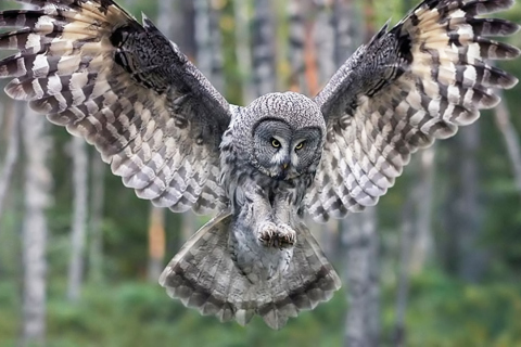 Sfondi Owl Forest Birds 480x320