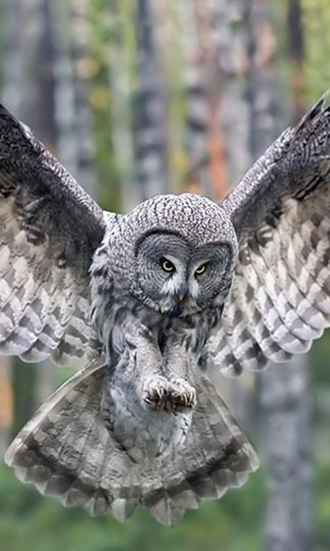 Owl Forest Birds wallpaper 480x800