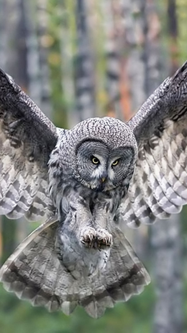 Fondo de pantalla Owl Forest Birds 640x1136