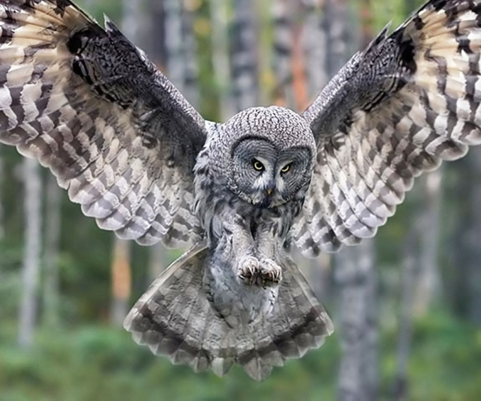 Обои Owl Forest Birds 960x800