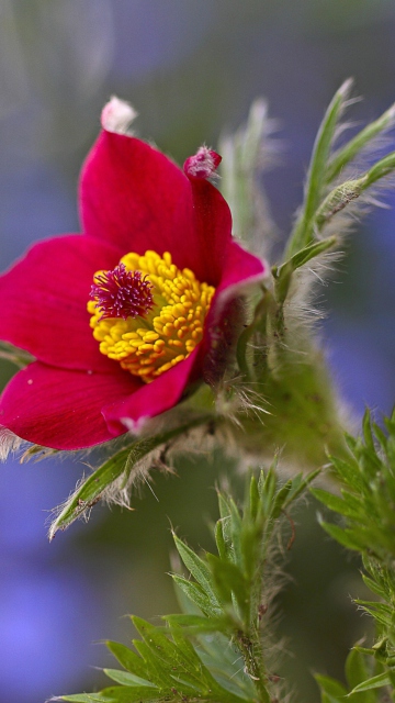 Red Flower wallpaper 360x640