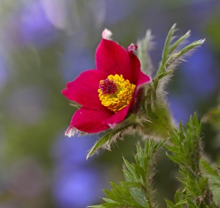 Red Flower - Obrázkek zdarma pro 128x128