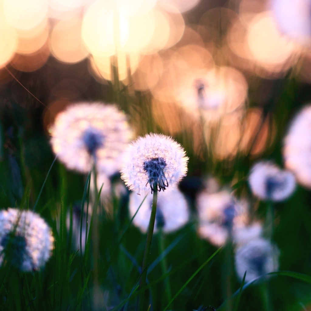 Dandelions wallpaper 1024x1024