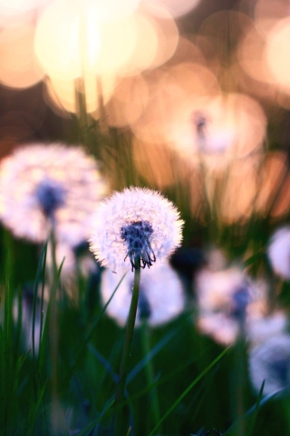 Dandelions wallpaper 320x480