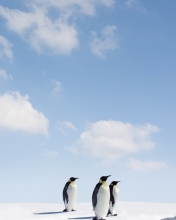 Sfondi Penguins 176x220