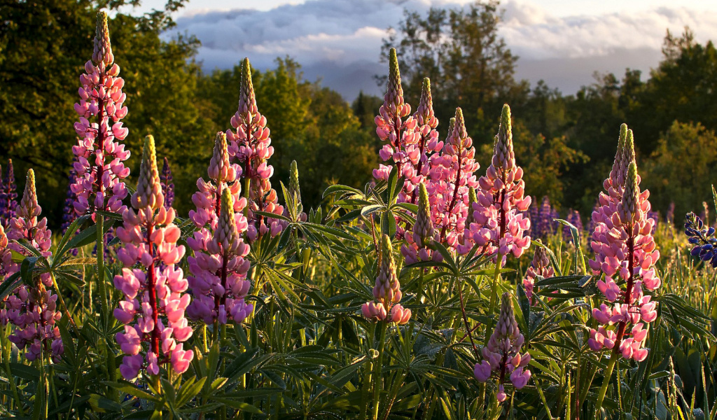 Das Lupinus flowers in North America Wallpaper 1024x600