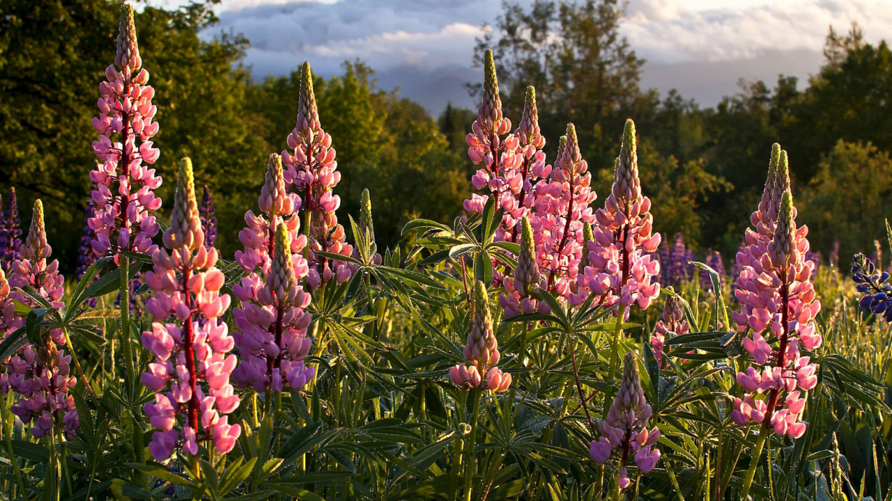 Fondo de pantalla Lupinus flowers in North America 1280x720