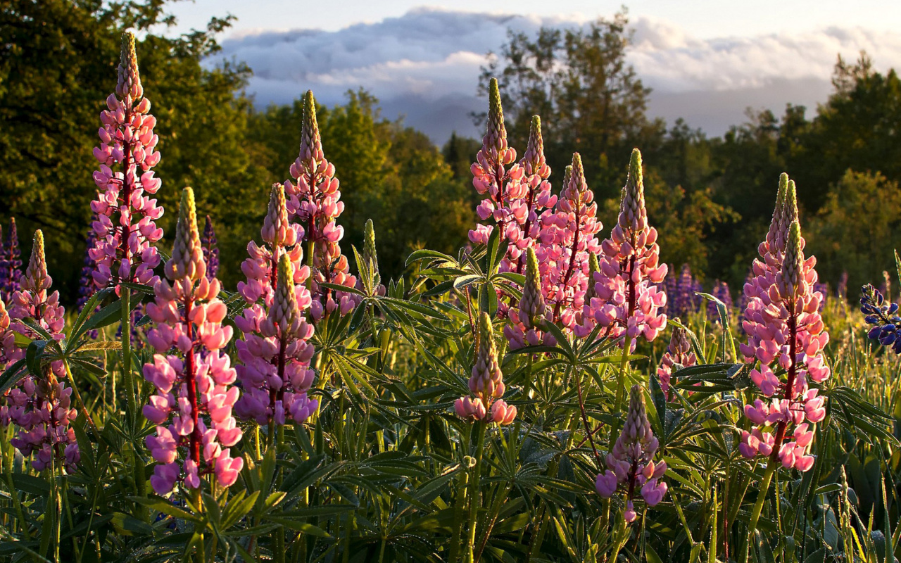 Lupinus flowers in North America screenshot #1 1280x800